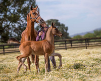 ShermanFoals2017_1_2313