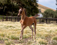 ShermanFoals2017_1_2320