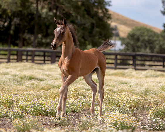 ShermanFoals2017_1_2320