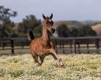ShermanFoals2017_1_2324
