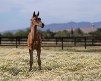 ShermanFoals2017_1_2343