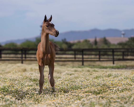 ShermanFoals2017_1_2343