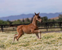 ShermanFoals2017_1_2348