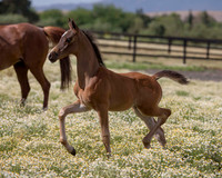 ShermanFoals2017_1_2389
