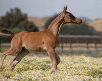 ShermanFoals2017_1_2422