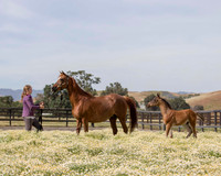 ShermanFoals2017_1_2372