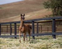 ShermanFoals2017_1_2423