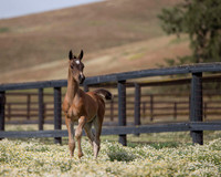 ShermanFoals2017_1_2426