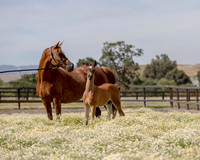 ShermanFoals2017_1_2434