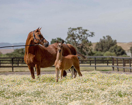 ShermanFoals2017_1_2434