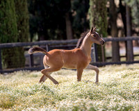 ShermanFoals2017_1_2449