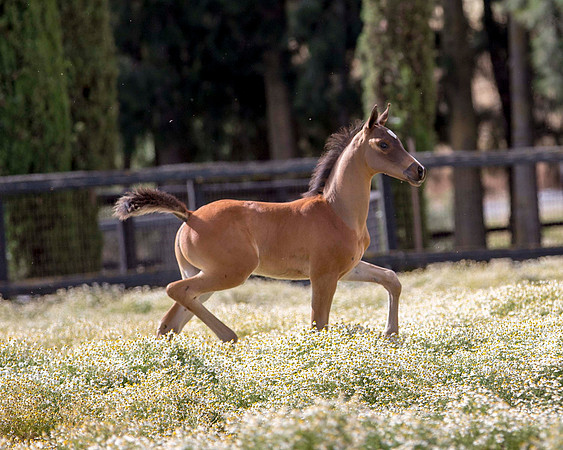 ShermanFoals2017_1_2449