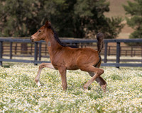 Sherman Foal 2