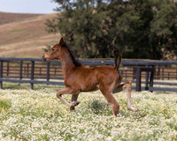 ShermanFoals2017_2_2603
