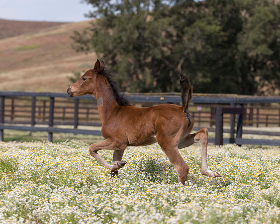 ShermanFoals2017_2_2603