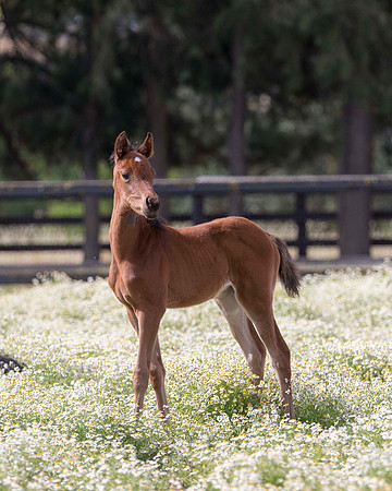 ShermanFoals2017_2_2633