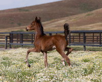 ShermanFoals2017_2_2608