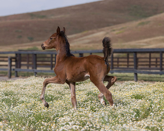 ShermanFoals2017_2_2608