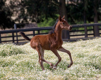 ShermanFoals2017_2_2635