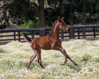 ShermanFoals2017_2_2636