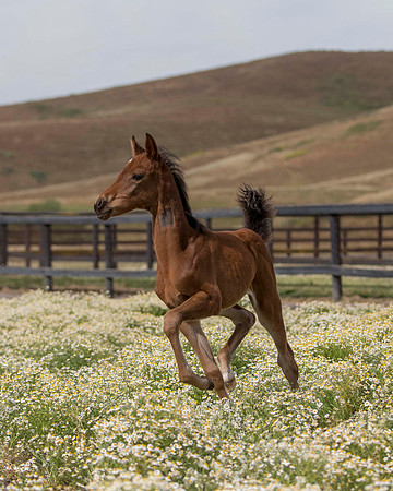 ShermanFoals2017_2_2637
