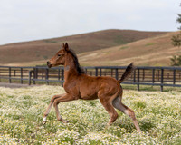ShermanFoals2017_2_2646