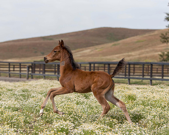 ShermanFoals2017_2_2646