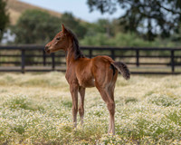 ShermanFoals2017_2_2648