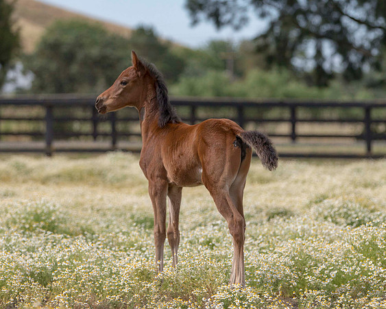 ShermanFoals2017_2_2648