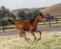 ShermanFoals2017_2_2653