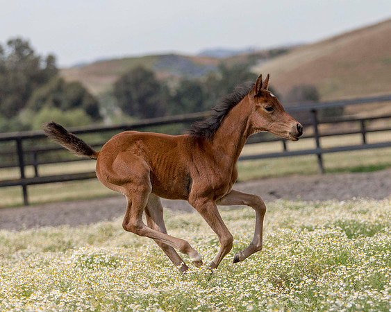 ShermanFoals2017_2_2653