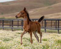 ShermanFoals2017_2_2657