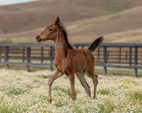 ShermanFoals2017_2_2657
