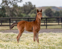 ShermanFoals2017_2_2670
