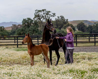 ShermanFoals2017_2_2683