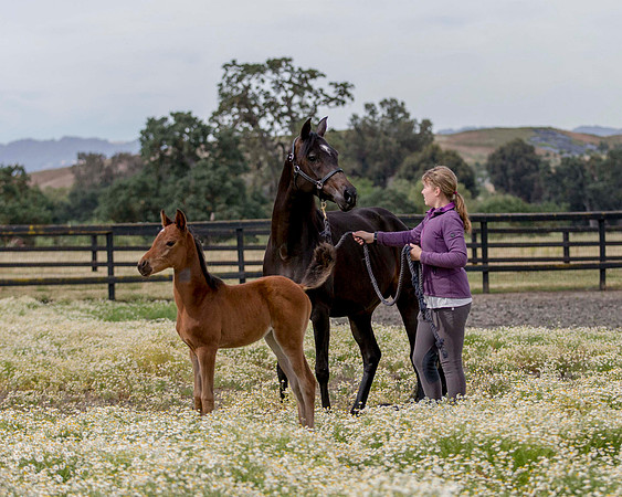 ShermanFoals2017_2_2683