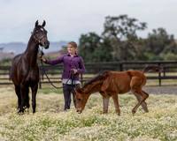 ShermanFoals2017_2_2677