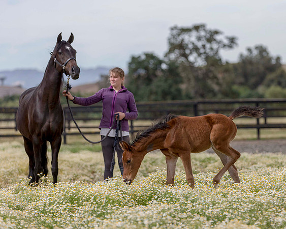 ShermanFoals2017_2_2677