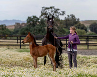 ShermanFoals2017_2_2687