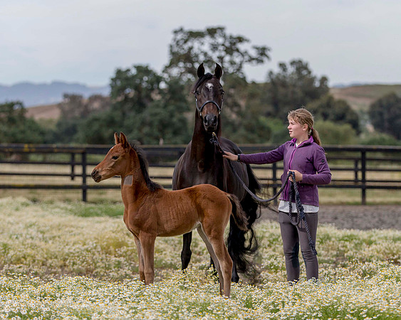ShermanFoals2017_2_2687