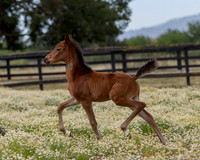 ShermanFoals2017_2_2705