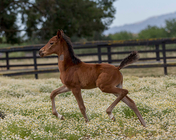 ShermanFoals2017_2_2705