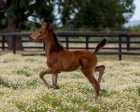 ShermanFoals2017_2_2707