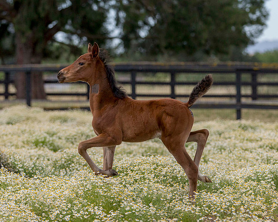 ShermanFoals2017_2_2707