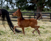 ShermanFoals2017_2_2710
