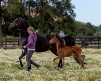 ShermanFoals2017_2_2716