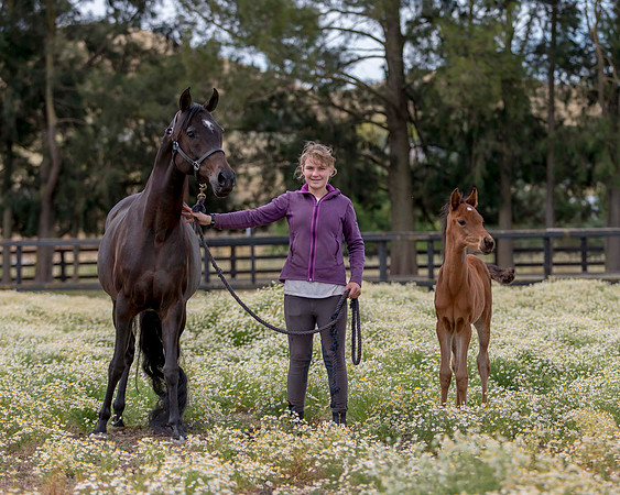 ShermanFoals2017_2_2747