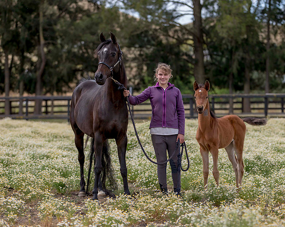 ShermanFoals2017_2_2754