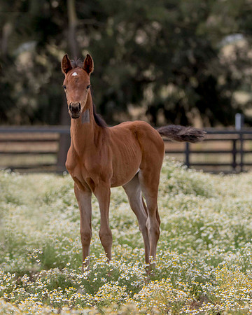 ShermanFoals2017_2_2756