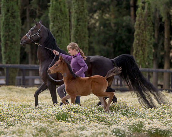 ShermanFoals2017_2_2759